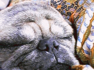 無類のパグ好き☆彡　さん