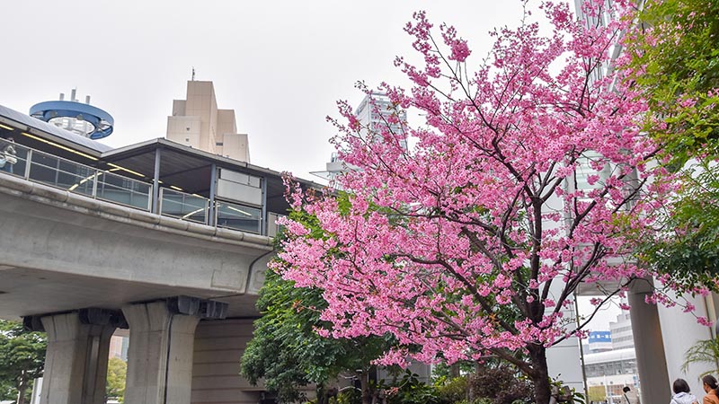 桜木町に桜はあるのか? 桜木町1丁目から7丁目にある桜を探してみた