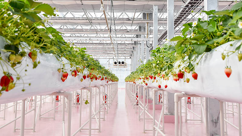 火力発電所内でイチゴ狩り!? 鶴見区大黒の「東京ストロベリーパーク」ってなに?