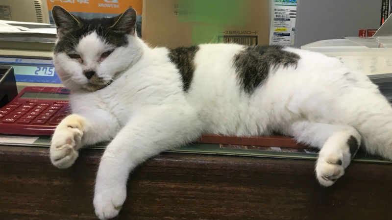 地元の方に愛された横浜小野郵便局が閉局。看板猫社員サキちゃんはどうなる?