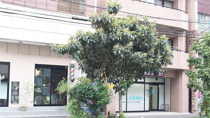 反町駅近くに生えている立派なビワの木。これって街路樹? 誰のもの?