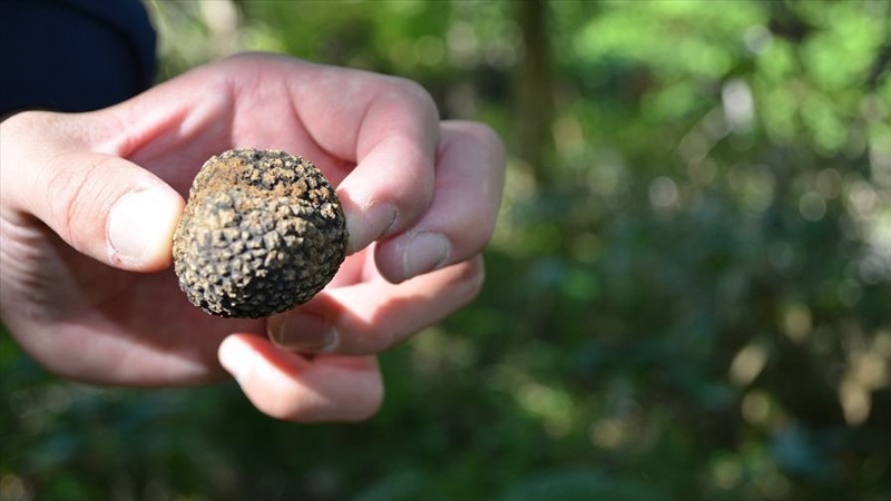 横浜市内で松茸やトリュフ、天然食用キノコは採れるのか?