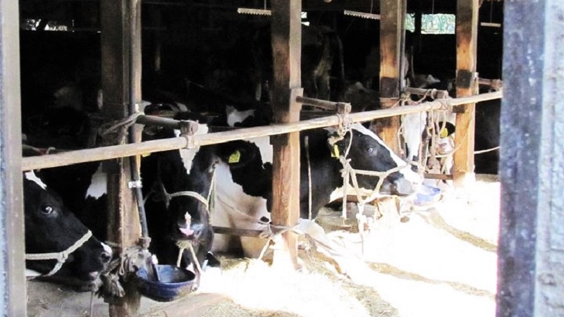 東戸塚の駅近に牧場がある?牧場直営アイス屋さんと「牛」の関係