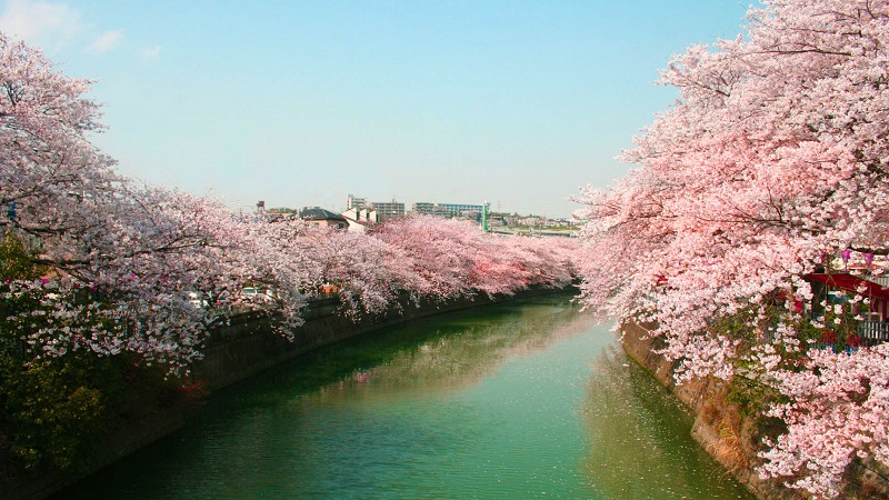 桜開花予想も!横浜・桜の名所お花見最新情報2019