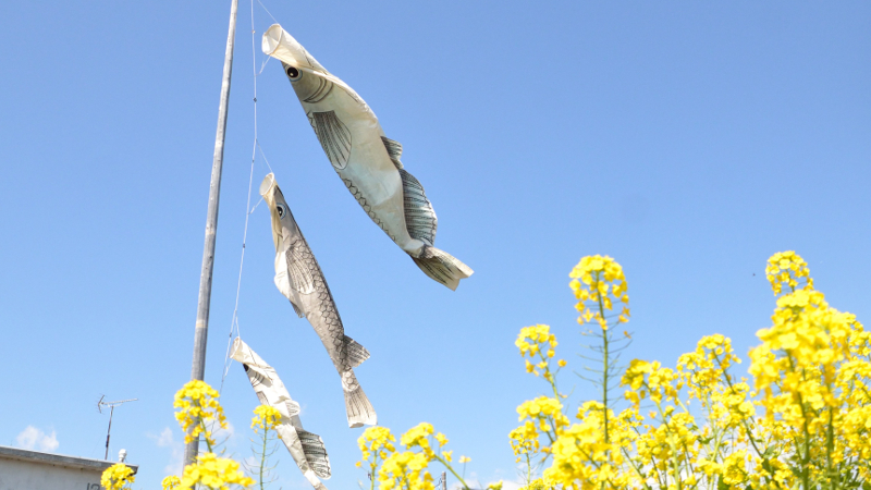 神奈川・小田原の空を泳ぐ、こいのぼりじゃない「めだかのぼり」の正体とは?